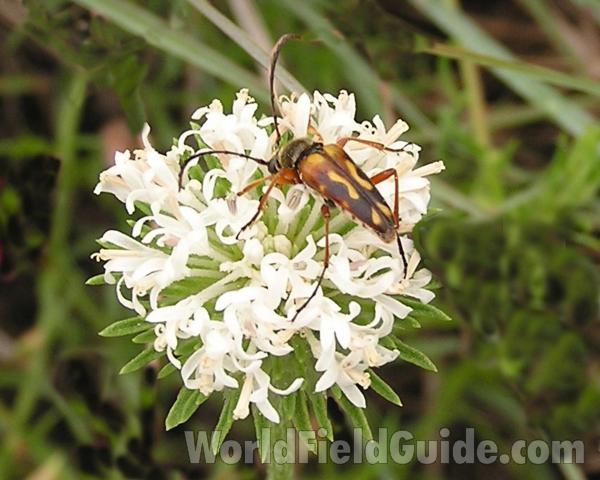 Flower Head<br>(Location of Picture: Manito Garden, Washington, USA)