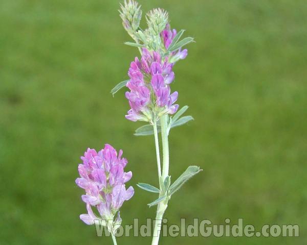 Top Of Plant<br>(Location of Picture: Okanogan, Washington, USA)