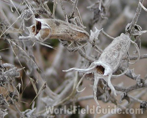 Seed Head<br>(Location of Picture: Omak Lake, Washington, USA)