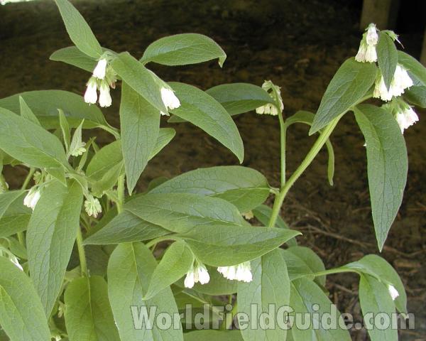 Top Of Plant<br>(Location of Picture: Conconully, Washington, USA)
