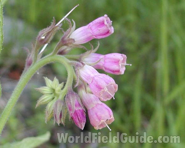 Flowers<br>(Location of Picture: Conconully, Washington, USA)