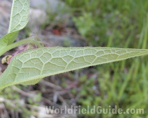 Leaf<br>(Location of Picture: Conconully, Washington, USA)