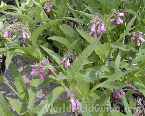 Top Of Plant<br>(Location of Picture: Conconully, Washington, USA)