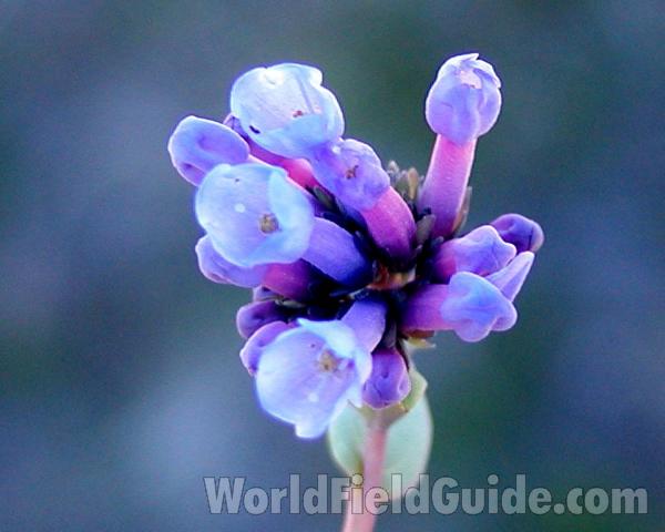 Flowers<br>(Location of Picture: Okanogan, Washington, USA)