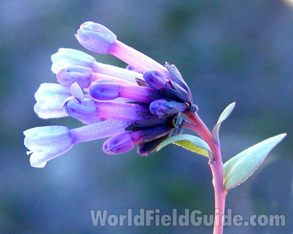 Flowers- View #2<br>(Location of Picture: Okanogan, Washington, USA)