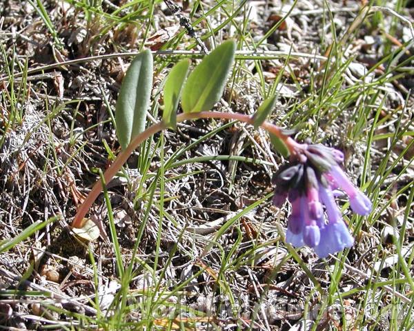 Habitat<br>(Location of Picture: Okanogan, Washington, USA)