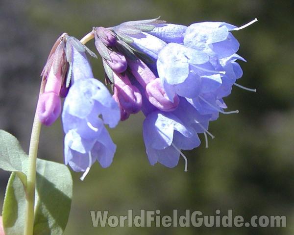 April Flowers<br>(Location of Picture: Okanogan, Washington, USA)