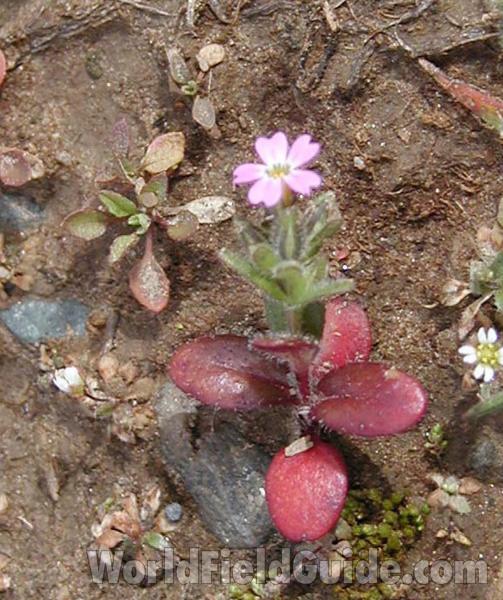 Silhouette<br>(Location of Picture: Okanogan, Washington, USA)
