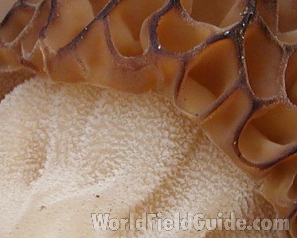 Pores and Stalk<br>(Location of Picture: Conconully, Washington, USA)