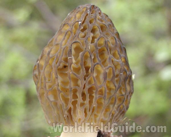 Head - Close Up<br>(Location of Picture: Conconully, Washington, USA)