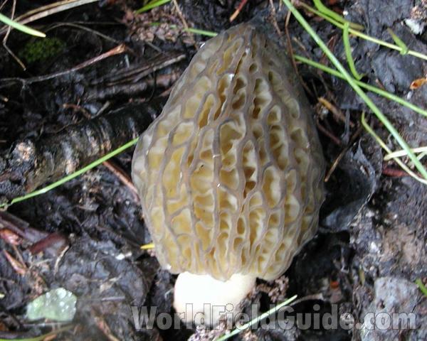 Habitat<br>(Location of Picture: Conconully, Washington, USA)