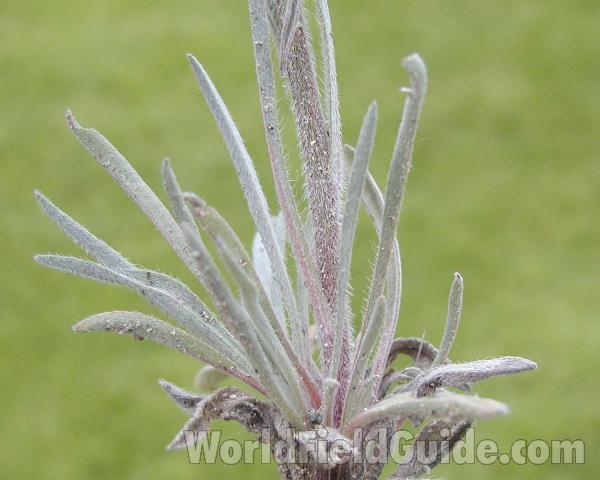 Leaves and Stem<br>(Location of Picture: Garden, Okanogan, Washington, USA)