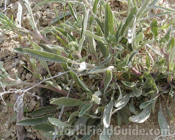 Leaves<br>(Location of Picture: Garden, Okanogan, Washington, USA)
