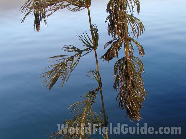 Close View #2<br>(Location of Picture: Rebecca Lake, Washington, USA)