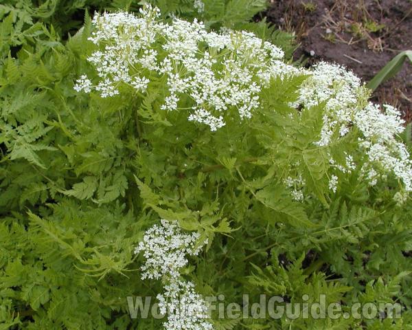 Top Of Plant<br>(Location of Picture: Manito Garden, Washington,  usa)