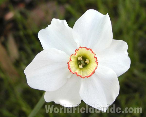 Flower - Front View<br>(Location of Picture: Garden, Okanogan, Washington, USA)
