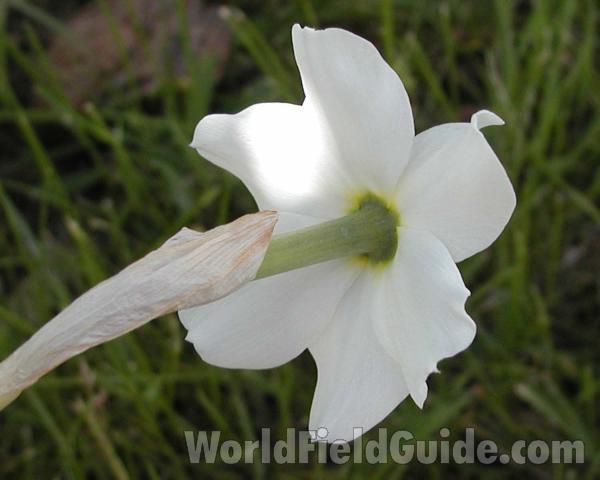Flower - Back View<br>(Location of Picture: Garden, Okanogan, Washington, USA)