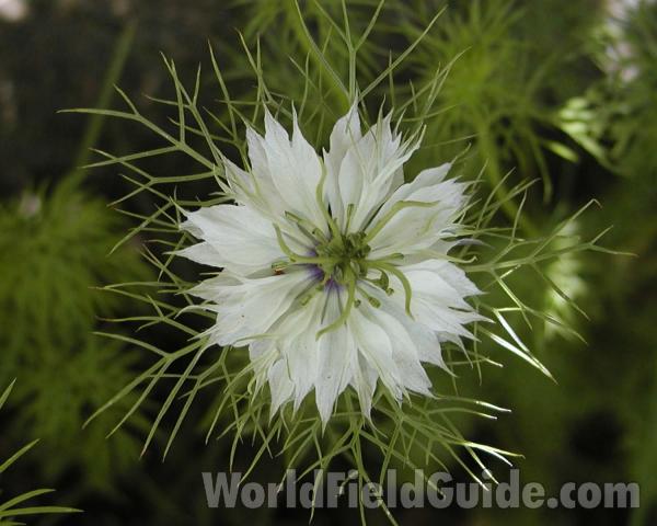 Flower - Front View<br>(Location of Picture: Garden, Okanogan, Washington, USA)
