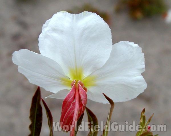 Flower - Back View<br>(Location of Picture: Washington, USA)