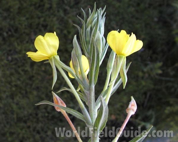 Top Of Plant<br>(Location of Picture: Okanogan, Washingon, USA)