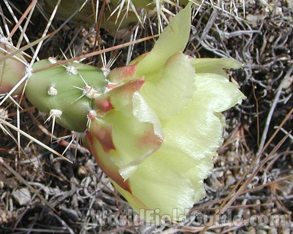Flower - Sdie View<br>(Location of Picture: Okanogan, Washington, USA)