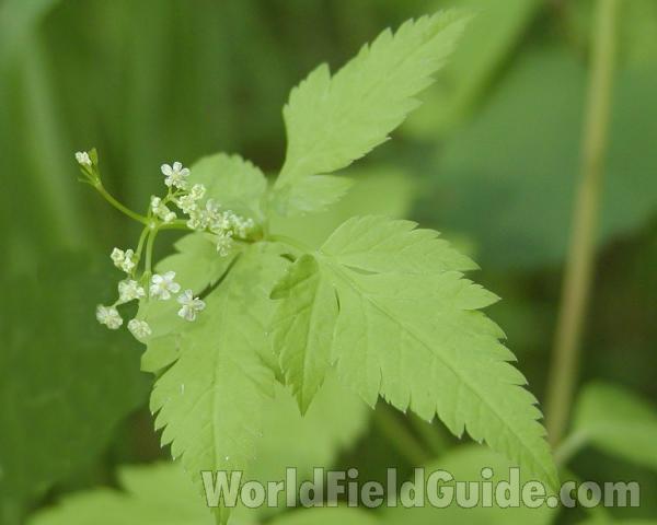 Leaf<br>(Location of Picture: Conconully, Washington, USA)