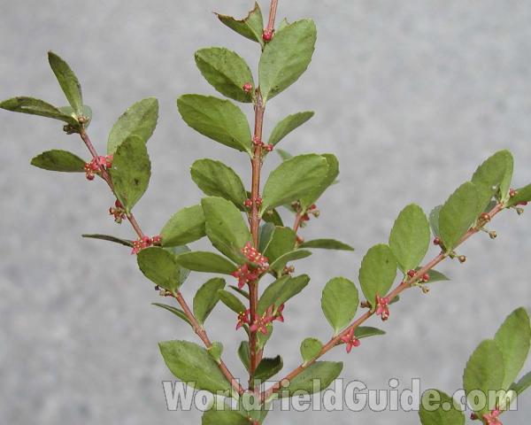 Top Of Plant<br>(Location of Picture: Cascade Mountains, Washington, USA)