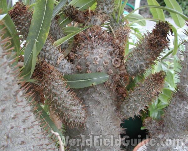 Stems<br>(Location of Picture: Manito Garden, Washington, USA)