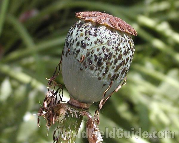 Seed Head<br>(Location of Picture: Garden, Okanogan, Washington, USA)