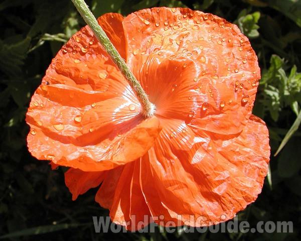 Flower - Back View<br>(Location of Picture: Garden, Okanogan, Washington, USA)