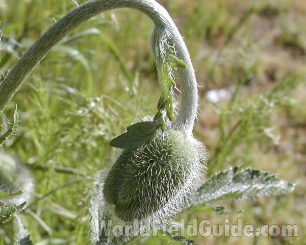 Bud<br>(Location of Picture: Garden, Okanogan, Washington, USA)