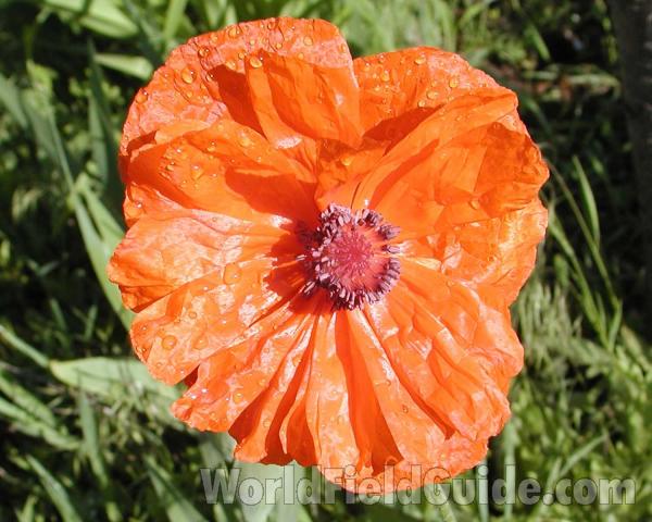 Flower<br>(Location of Picture: Garden, Okanogan, Washington, USA)