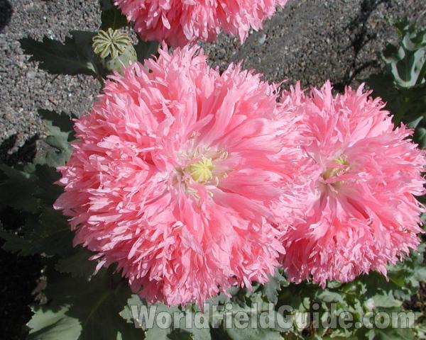 Flower<br>(Location of Picture: Garden, Okanogan, Washington, USA)