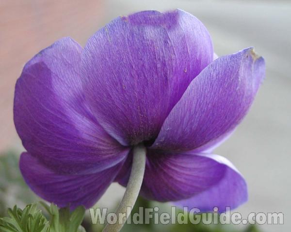 Flower - Back View<br>(Location of Picture: Garden, Okanogan, Washington, USA)