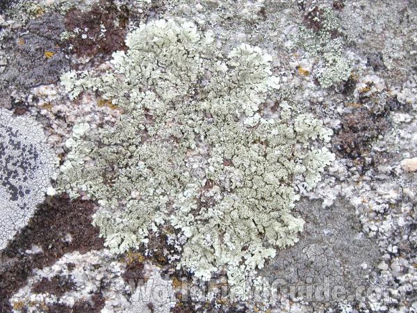 Habirat<br>(Location of Picture: Conconully, Washington, USA)