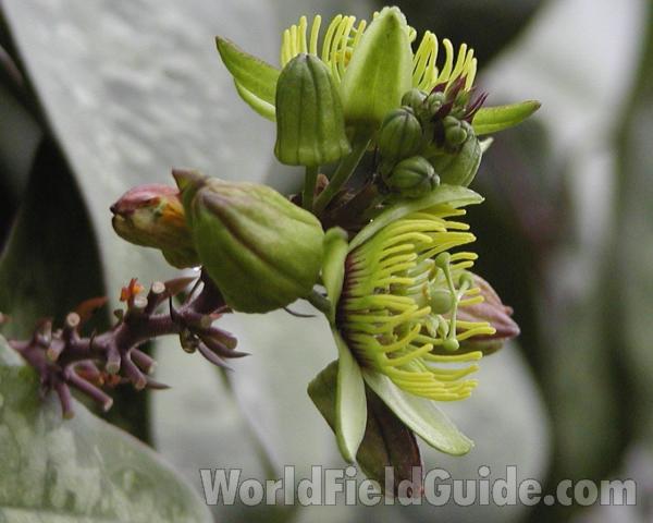 Flower Side<br>(Location of Picture: Manito Garden, Washington, USA)