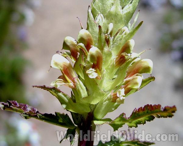 Top Of Plant<br>(Location of Picture: Cascade Mountains, Washington, USA)
