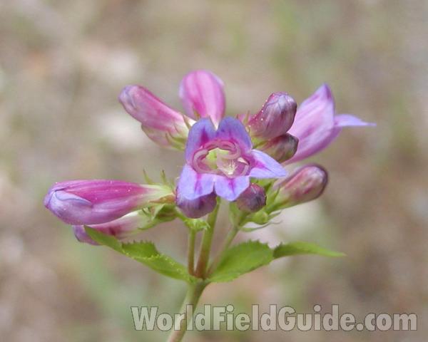 Top Of Plant With Flower<br>(Location of Picture: Cascade Mountains, Washington, USA)