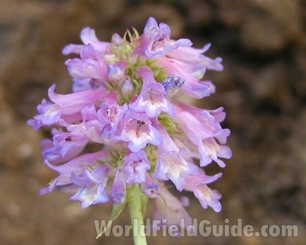 Flower Head<br>(Location of Picture: Okanogan, Washington, USA)