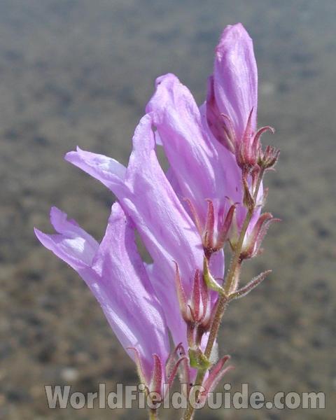 Flowers - Side View<br>(Location of Picture: Okanogan, Wahington, USA)