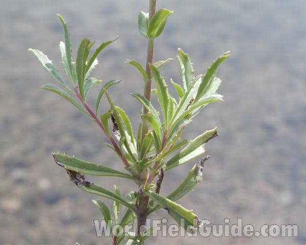 Leaves<br>(Location of Picture: Okanogan, Wahington, USA)
