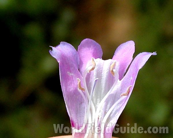 Flower - Cutaway View<br>(Location of Picture: Cascades, Washington, USA)