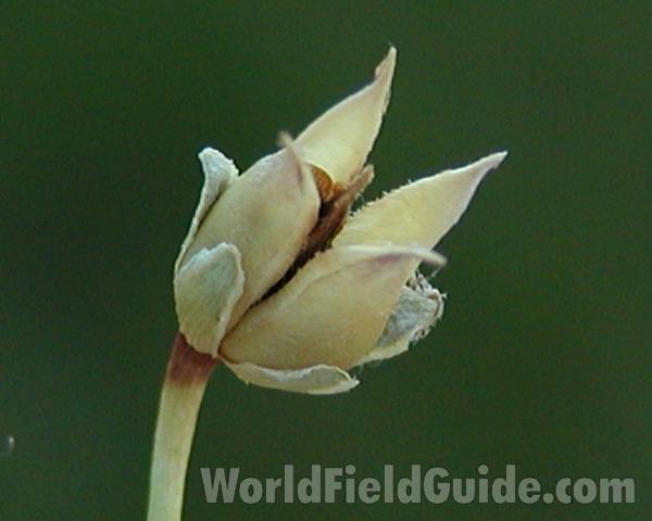 Seed Pod<br>(Location of Picture: Cascades, Washington, USA)