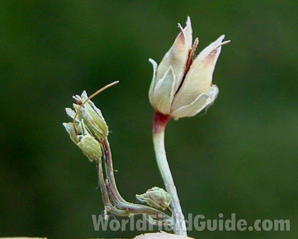 Seed Pod - View #2<br>(Location of Picture: Cascades, Washington, USA)