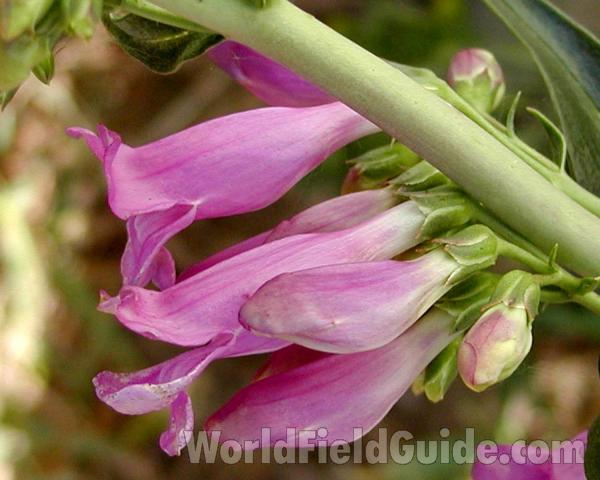 Flower - Side View<br>(Location of Picture: Cascades, Washington, USA)