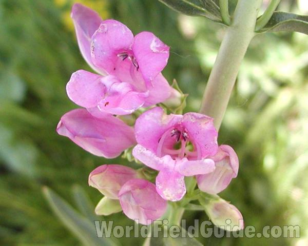 Flower - Front View<br>(Location of Picture: Cascades, Washington, USA)