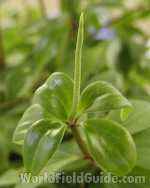 Top Of Plant<br>(Location of Picture: Garden, Okanogan, Washington, USA)