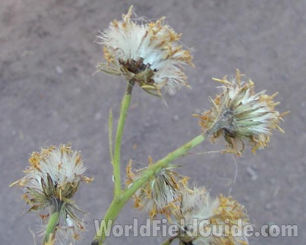 Seed Heads<br>(Location of Picture: Mazama, Washington, USA)