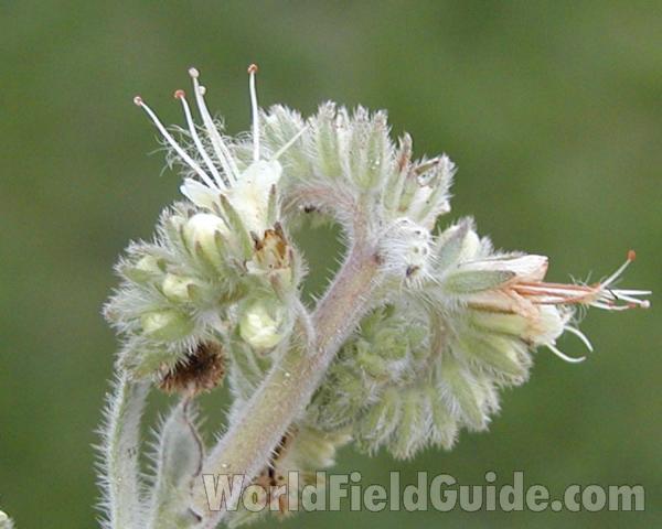 Flower - Side View<br>(Location of Picture: Okanogan, Washington, USA)