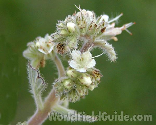 Flower<br>(Location of Picture: Okanogan, Washington, USA)